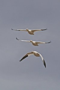 Snow Geese NM:NWR