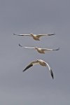 Snow Geese NM:NWR