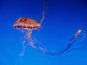 jelly fish