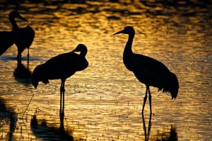 Sunset Cranes