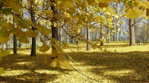 Gingko grove at the arboretum in VA - Susan Speer