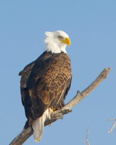 Photo by Roger Brown feathers