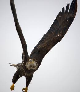 Photo by Roger Brown long wings