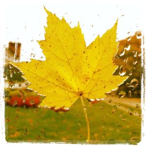 Photo by Julie Black