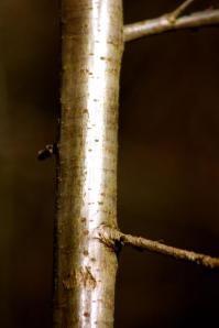 Photo by Laurel Greszler