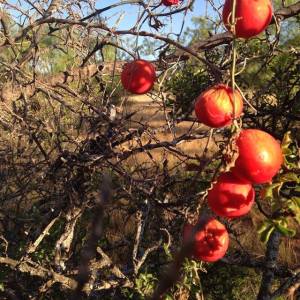 Photo by Mary Gregory